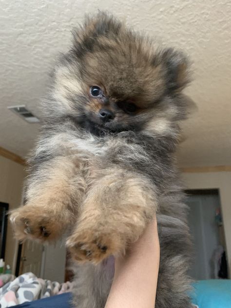 Pomeranian Colors, Miniature Pomeranian, Mini Pomeranian, Toy Pomeranian, Baby Pomeranian, Pomeranian Husky, Teacup Pomeranian, Dog Mommy, Mini Dog