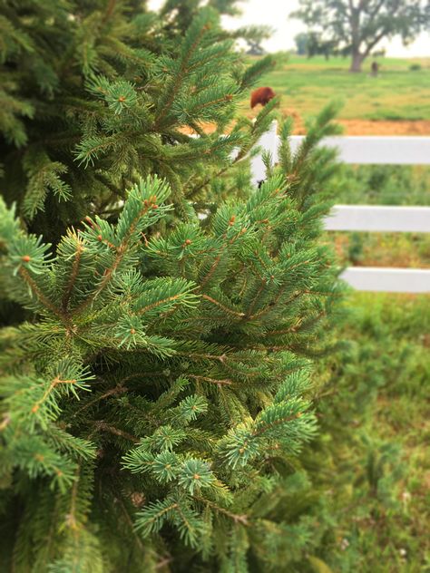 Black Hills Spruce is the August 2019 Plant of the Month Black Hills Spruce, Picea Glauca, Colorado Spruce, Longmont Colorado, White Spruce, View Landscape, Balsam Fir, Sitka Spruce, Boulder Co