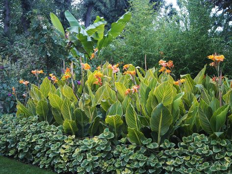 Canna Companion Plant, Layered Tropical Landscaping, Canna Lilly Landscape, Canna Lily Landscaping Front Yard, Cana Lily Landscaping, Cana Lilly Landscape, Canna Lily Landscaping Ideas, Canna Lily Landscaping, Clean Landscaping