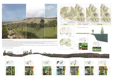 Analysis. Vegetation. Vegetation Analysis, Landscape Axonometric, River Restoration, Site Analysis Architecture, Architecture Mapping, Conceptual Drawing, Architecture Panel, Architecture Background, Geometric Shapes Art