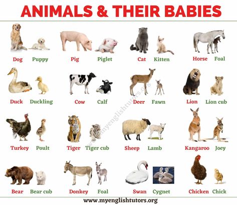 Baby Animals: List of Common Animals and Their Young Babies Young Ones Of Animals, Farm Animals List, Animals And Their Babies, Animals List, Animal Pictures For Kids, Animals Name In English, Animal Infographic, Baby Animal Names, Animal Names