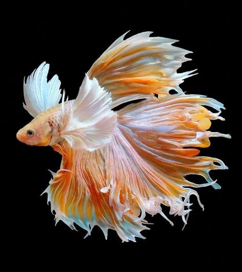 pez betta half sun Fish References, Koi Betta, Half Sun, Betta Fish Types, Pretty Fish, Fish Ocean, Beta Fish, Deep Sea Creatures, Underwater Animals