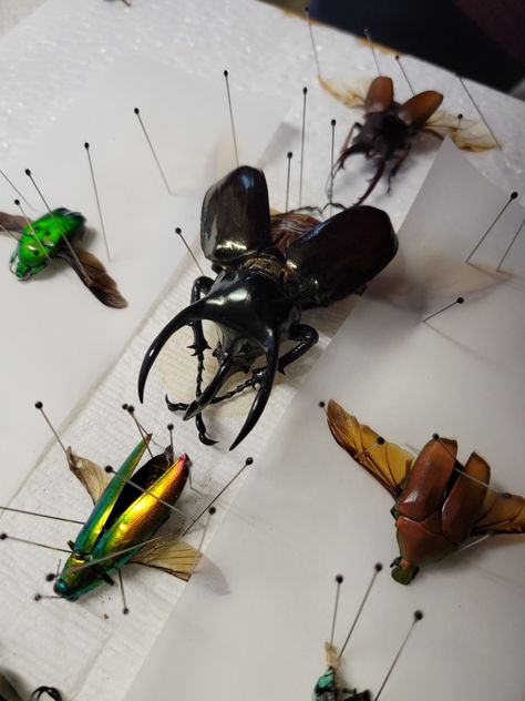 Beetle Pinning, Bug Specimen, Beetle Taxidermy, Insect Taxidermy Art, Taxidermy Insects, Taxidermy Bugs, Entomology Decor, Bug Taxidermy, Insect Anatomy