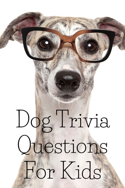 Get the whole family involved in this fun Dog Trivia Quiz (with answers included) Test your knowledge and find out how much you know about dog breeds. #DogTriviaForChildren #DogTrivia #FamilyQuiz #DogQandA #DogFun #LoveDogs #DogQuestions #DoFacts #GuessTheDogBreed #LearnAboutDogs Dog Trivia, Dog Quiz, Trivia Questions For Kids, Family Quiz, Questions For Kids, Fun Trivia Questions, Quiz Games, Quiz With Answers, Camp Activities