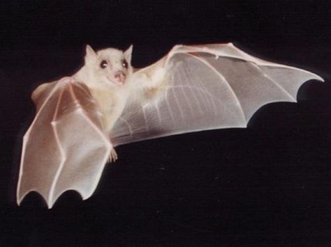 Albino fruit bat Albino Bat, Gothic Music, Bat Species, Animal Tumblr, Albino Animals, Fruit Bat, Animal Bones, Rare Animals, Creature Feature