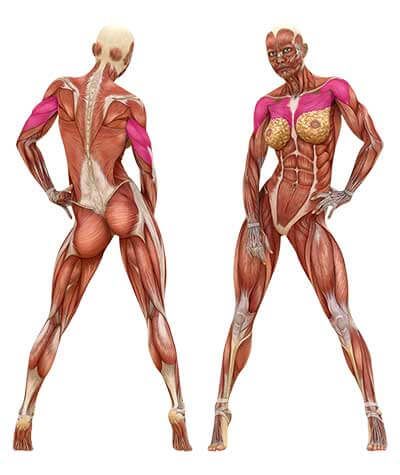 The dumbbell chest press can be performed on a flat bench an incline and on a decline for targeting different parts of your chest... Deadlift Muscles Worked, Body Muscle Anatomy, Figures Drawing, Leg Anatomy, Human Muscle Anatomy, Ideas For Drawing, Body Female, Human Anatomy Drawing, Human Figures