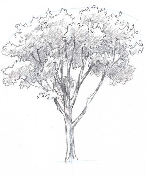 Learn how to draw trees in this simple step by step demonstration of the process of drawing an oak. Oak Tree Drawings, Trees Drawing Tutorial, How To Draw Trees, Tree Drawing Simple, Draw Trees, Plants Drawings, Drawing Trees, Tree Drawings, How To Draw Realistic