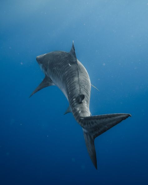 never a dull moment when it’s tiger season 🦈 @oceanoutfittershawaii #oahuhawaii #hawaii #tigershark #underwaterphotography #sharkdivehawaii #sharkdive #underwaterphotographer #hawaiilife Silly Sharks, Happy Shark, Never A Dull Moment, Semi Realism, Undersea World, Shark Diving, Underwater Photographer, Tiger Shark, Hawaii Life