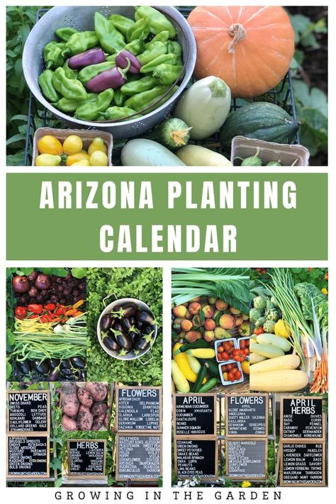 Using a planting calendar for the low desert of Arizona helps you be successful. Gardening in Arizona can be challenging and a planting calendar takes the guesswork out of when to plant. Desert Vegetable Garden, Vegetable Planting Guide, Malabar Spinach, Arizona Gardening, Planting Calendar, Bucket Gardening, Planting Guide, When To Plant, April Flowers