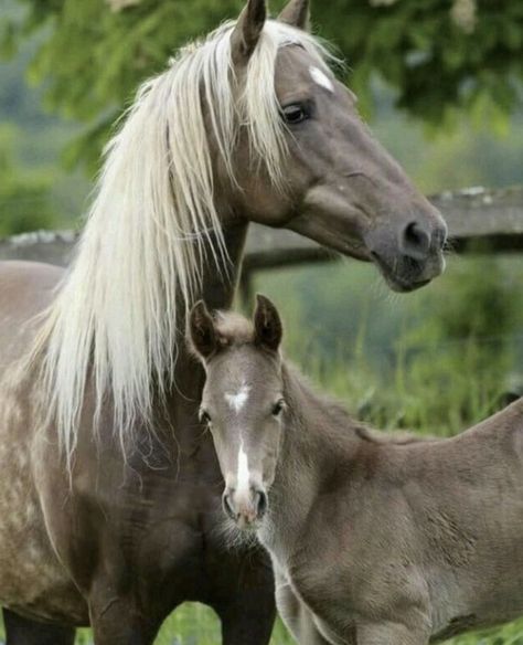 Mountain Horse, Horse Boarding, Most Beautiful Horses, Baby Horses, Majestic Horse, Horses And Dogs, All The Pretty Horses, Horse Crazy, Cute Horses