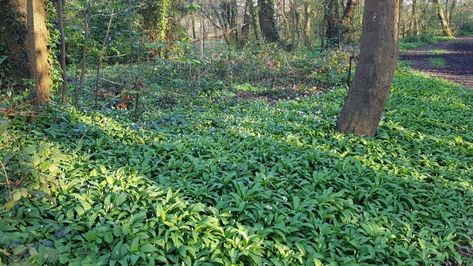 Spring Foraging Guide to Edible Wild Plants in the UK - Page Traveller Spring Foraging, Foraging Guide, Edible Weeds, Poisonous Mushrooms, Elderflower Cordial, Foraging Recipes, Edible Wild Plants, Foraged Food, Morel Mushroom