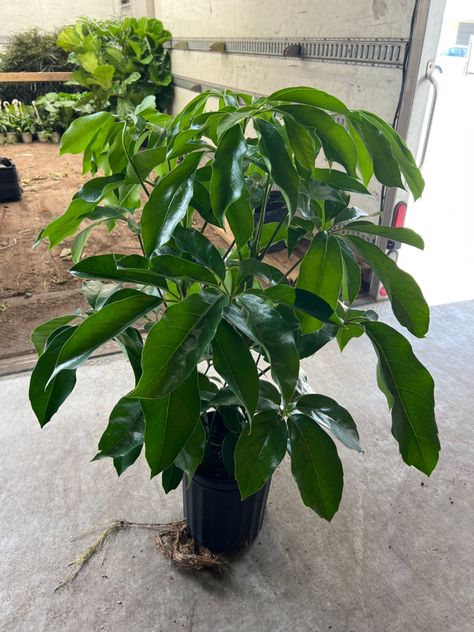 8” Schefflera Amate 2PPP 3-4' Plants