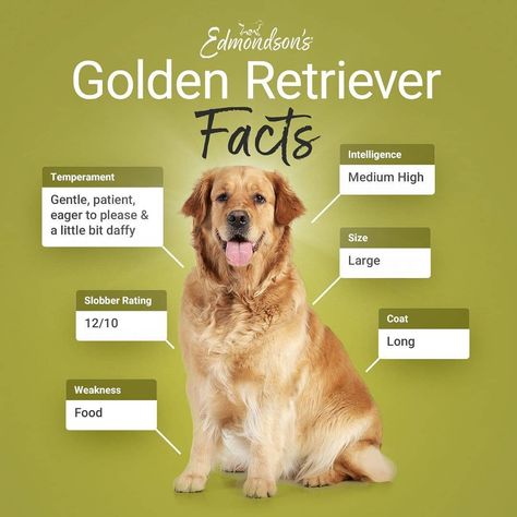 Golden Retriever Family, Golden Retriever Facts, Golden Retriever Silhouette, Farm Dream, Dog Types, Grain Free Dog Food, Spoiled Dogs, A Golden Retriever, Dream Dog