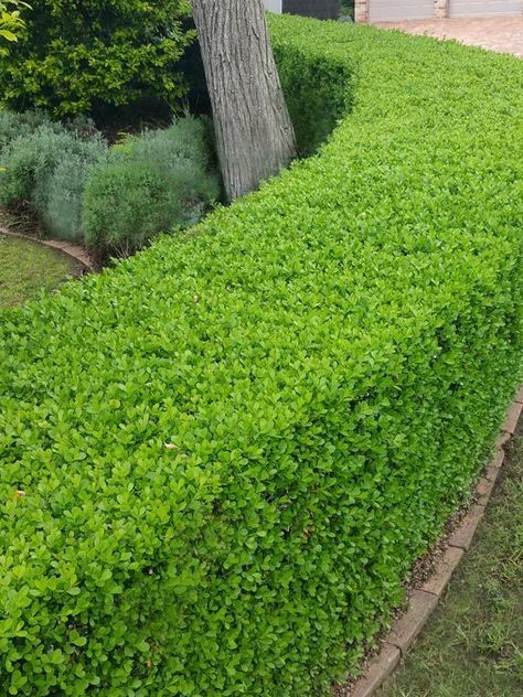 Buxus Microphylla, Japanese Boxwood, Front Wall Design, Boxwood Hedge, Hedging Plants, Small Front Yard Landscaping, Small Front Yard, Silk Plants, Garden Deco