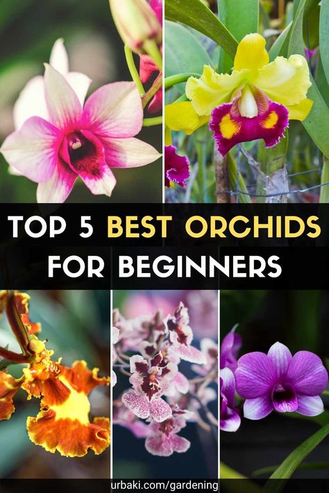 Caring For Orchids, How To Grow Orchids, Grow Orchids, Indoor Orchids, Orchid Fertilizer, Oncidium Orchids, Orchid Plant Care, Jewel Orchid, Types Of Orchids