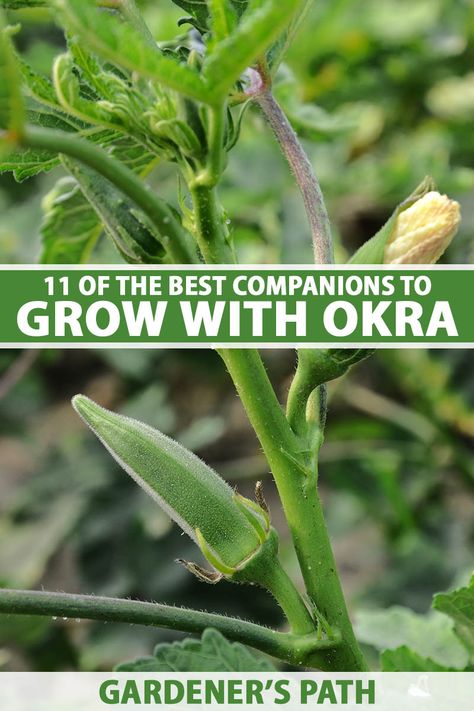 Okra Companion Plants, Okra Growing, Okra Companion Planting, Onion Companion Planting, Okra Vegetable, Onion Garden, Growing Okra, Plants In Containers, Okra Plant