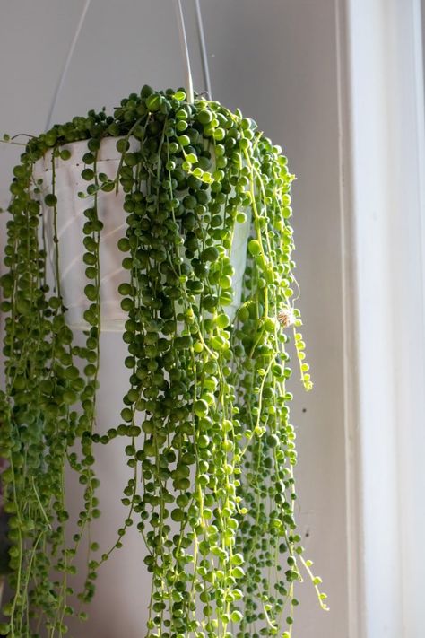 String Of Pearls Plant, Plant Goals, Custom Planters, Hanging Plants Indoor, Diy Plant Hanger, Plant Guide, Small White Flowers, Plant Aesthetic, String Of Pearls