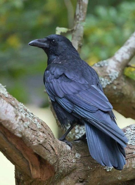 Crow Open Mouth, Raven Looking Down, Aesthetic Crow, Crow Aesthetic, Raven Photo, Crow Drawing, Raven Photography, Crow Photography, Raven Images