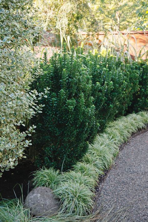 Interesting Broadleaf Evergreens for the Midwest - FineGardening Hedges Landscaping, Evergreen Landscape, Fine Gardening Magazine, Low Maintenance Shrubs, Evergreen Hedge, Broadleaf Evergreen, Foundation Planting, Fine Gardening, Evergreen Plants