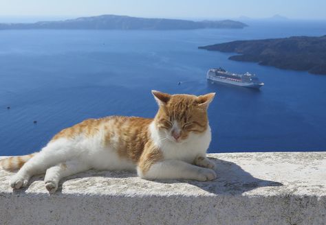 Greek Cats, Mia Vibes, Cat Brain, Cats 101, Cat Landscape, Cat Island, Cat Towers, Cat Photos, Cat Behavior