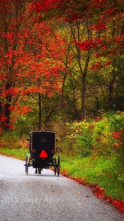 ashleyphotodesignphtoshelter.com Amish Farm, Countryside Pictures, Amish Community, Horse And Buggy, Fallen Leaves, Autumn Scenes, Amish Country, Rural Life, Autumn Beauty