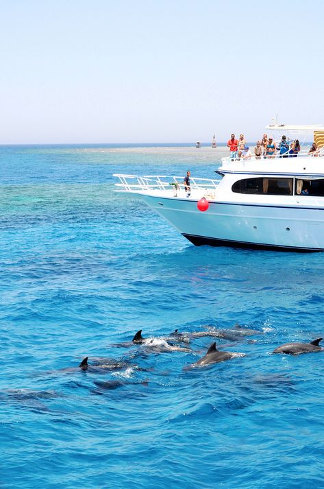 Dolphin Safari, Hurghada, Egypt Hurghada Egypt Beach, Dahab Egypt, Egypt Hurghada, Hurghada Egypt, Egypt Aesthetic, شرم الشيخ, Karnak Temple, Visit Egypt, Sharm El Sheikh