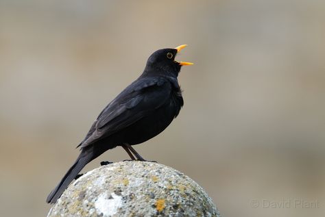 Blackbird Blackbird Singing, Short Verses, Blackbird, Little Birds, Black Bird, Beautiful Birds, Beautiful Nature, Slides, Singing