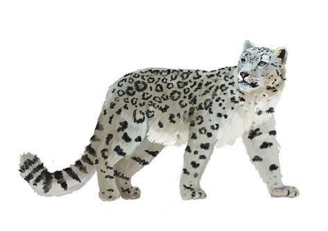 Snow Leopard Drawing Sketch, Snow Leopard Fursona, Snow Leopard Illustration, Paw Sketch, Snow Leopard Drawing, Leopard Illustration, Leopard Drawing, Books Characters, Childrens Book Characters