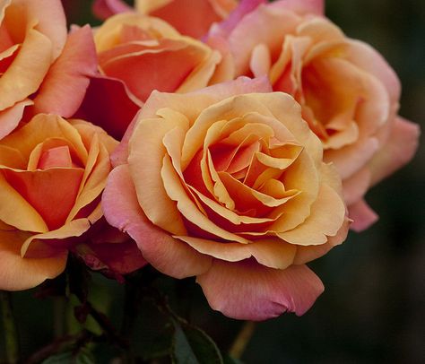 I love this rose and the color it's amazing, I have it in my backyard and it looks so pretty. Hybrid Tea Roses Care, Long Stem Rose, Long Stem Roses, Most Popular Flowers, Types Of Roses, Plant Information, Park Rosé, Growing Roses, Colorful Roses