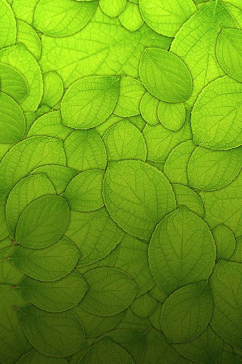 green,Small fresh,leaf,Grain,background,Literature and art,Simple,green Wallpaper Texture, Texture Inspiration, Image Nature, Paper Leaves, Green Texture, Leaf Texture, Pattern Texture, Simple Green, Green Nature