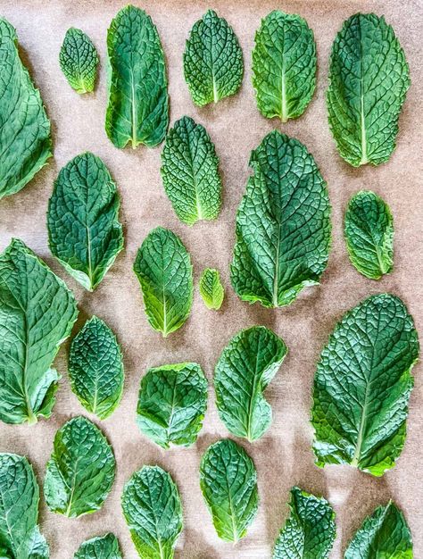 How to Dry Mint 3 Ways | Dehydrator, Oven, Air Dry Harvesting Mint, Harvest Parsley, Harvest Mint, Oil In Water, Watermelon Mint Salad, Drying Mint Leaves, Mint Water, Mint Salad, Watermelon Mint