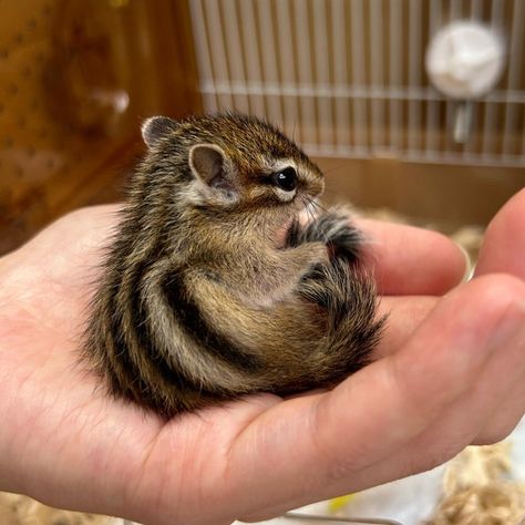 Chipmunk Aesthetic, Pet Chipmunk, Chipmunk Cute, Tiktok Trends, Cute Hamsters, Adorable Animals, Chipmunks, Strawberry Shortcake, Card Game