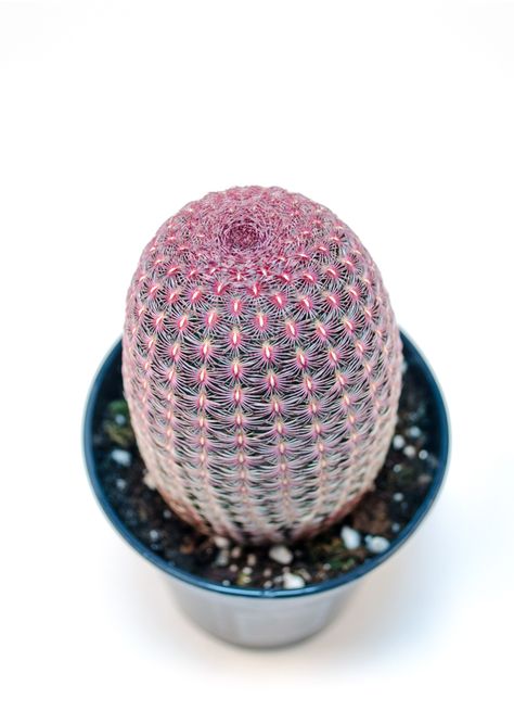 Echinocereus-rigidissimus-rubrispinus-Rainbow-Hedgehog-Cactus Rainbow Hedgehog Cactus, Hedgehog Cactus, Flowering Cactus, Direct Deposit, Plants And Gardening, Late Spring, Cactus Succulents, Cactus And Succulents, Cactus Y Suculentas