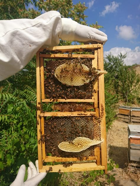 Apiary Aesthetic, Bee Farm Aesthetic, Beekeeping Aesthetic, Bee Apiary, Honey Bee Garden, Honey Photography, Honey Bottles, Beautiful Butterfly Photography, Bee Farm