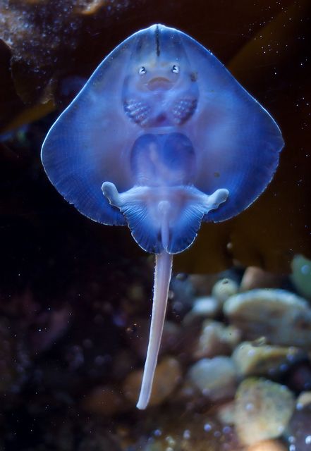 Stingray belly! | Flickr - Photo Sharing! Baby Stingray, Fauna Marina, Beautiful Sea Creatures, Water Animals, Underwater Creatures, Aquatic Animals, Ocean Creatures, Marine Animals, Ocean Animals