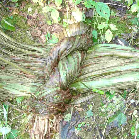 Nettle-A-Long, harvesting stinging nettle yarn (plant fibers forum at permies) Stinging Nettle Fiber, Spinning Yarn Wheel, Nettle Fiber, Dye Paper, Petroglyphs Art, Rope Making, Flax Weaving, Basket Weaving Diy, Weaving Loom Diy