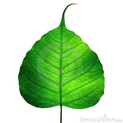 Bodhi Tree Leaf, Bodhi Leaf, Bodhi Tree, Best Background Images, Mood Board Inspiration, Buddha Image, Tree Leaves, Beautiful Backgrounds, City Streets