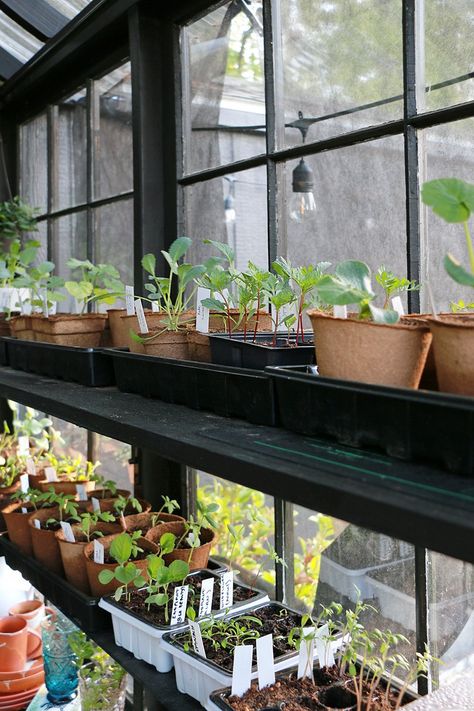 Hoping to get an early start on your garden? Start seeds indoors! Tour the ultimate seed starting setup and get important tips to help you start | Home Made by Carmona Seedlings Indoors Starting, Shed Shelving Ideas, Seed Starting Setup, Window Sill Shelf, Shed Shelving, Seed Starting Soil, Start Seeds Indoors, Seedlings Indoors, Steel Workbench