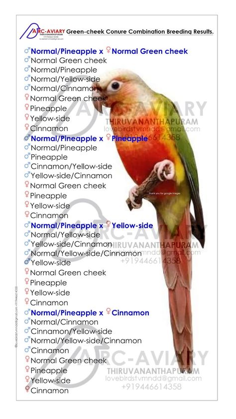 Green-cheek Conure Combination Breeding Results. Parrot Habitat, Pineapple Conure, African Lovebirds, Conure Bird, Green Cheek Conure, Parrot Drawing, How To Potty Train, Bird Breeds, Conure Parrots