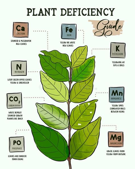 Plant Deficiencies, Hot Peppers Plants, Plant Leaves Turning Yellow, Pea Plant, Foliar Spray, Identify Plant, Compost Tea, Plant Nutrients, Nutrient Deficiency