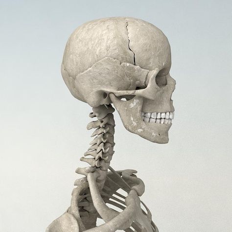 Skeleton Neck, Neck Skeleton, Model Anatomy, Skeleton Human, Human Skeleton Anatomy, Human Model, Skull Reference, Skeleton Anatomy, Skulls Drawing