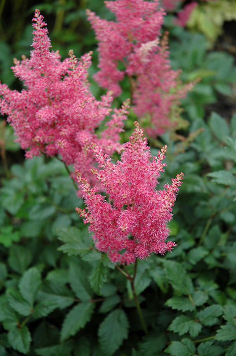 Astilbe Chinensis, Astilbe Japonica, Astilbe Pink, Astilbe Peach Blossom, Pink Astilbe Bouquet, Astilbe Fanal Red, Landscape Nursery, Plant Zones, Corner Garden