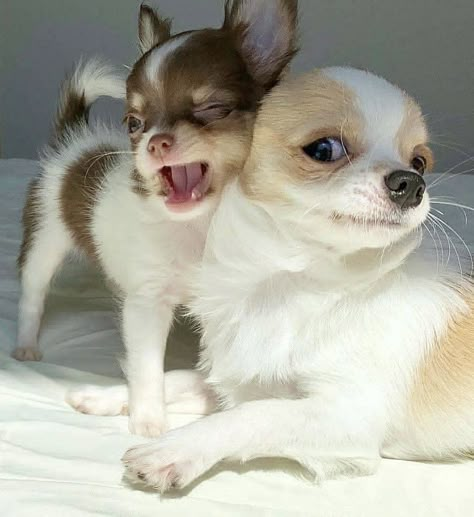 Chihuahua Puppies, Little Animals, Cute Pets, 귀여운 동물, Cute Funny Animals, Small Dogs, Chihuahua, Cute Puppies, Baby Animals