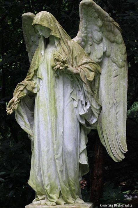 Cemetery angel Cemetery Angels, Cemetery Statues, Weeping Angel, Výtvarné Reference, Angel Statue, Angel Sculpture, Old Cemeteries, Ange Demon, Cemetery Art