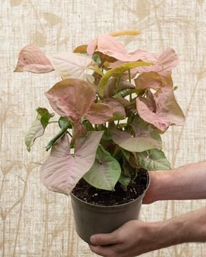 Pink Robusta | Syngonium podophyllum - House Of Plants Goosefoot Plant, Syngonium Podophyllum, Self Watering Containers, Apartment Balcony Garden, Plant Installation, Arrowhead Plant, Zebra Plant, Self Watering Pots, Colorful Places