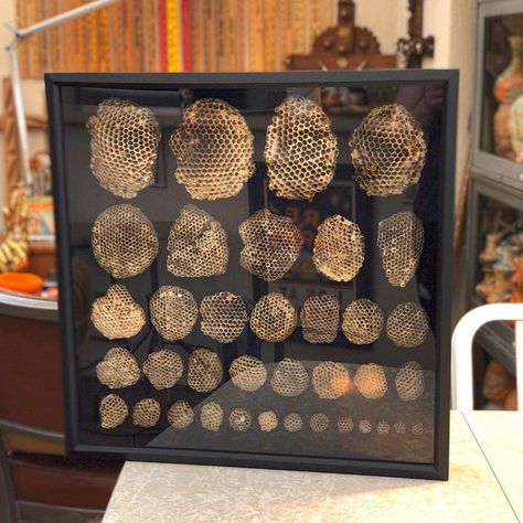 Wasp Nest Display, Wasp Nest Decor, Curiosities And Oddities, Wasp Nest Art, Bug Taxidermy Decor, Bug Specimen Display, Insect Specimen Display, Naturalist Decor, Bug Taxidermy Art