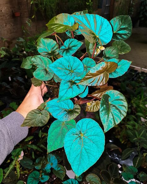 Begonia pavonina 'Cyan Form' with flash. Begonia Leaf, Painted Leaf Begonia Care, Begonia Pavonina, Exotic House Plants, Begonia Species, Begonia Grandis, Begonia Luxurians, Goth Garden, Blue Plants