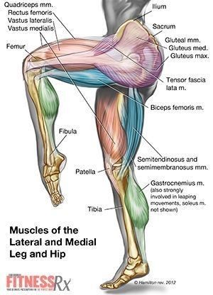 How To Draw Glutes, Glute Muscles Anatomy, Glutes Anatomy, Glute Anatomy, Back Muscles Anatomy, Muscle Physiology, Leg Muscles Anatomy, Muscles Anatomy, Leg Anatomy