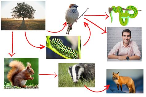 Jaring Makanan Food Web, Education