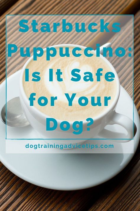 "Puppuccino," is basically just a puppy cup from Starbucks made of whipped cream given to dogs as a treat. Find out what's in a Puppuccino and if it's safe for your pup. #dogtrainingadvicetips #dogtips #dogs #dogfacts Dog Whipped Cream, Pup Cup Starbucks, Dog Cupcakes Easy, Easy Dog Treats Recipes, Dog Cookies Recipe, Dog Party Food, Dog Healthy Food, Healthy Homemade Dog Food, Dog Cookie Recipes